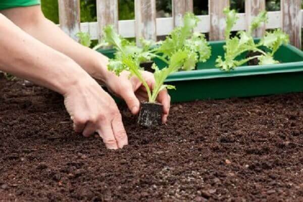 Como plantar alface depende uma boa semente ou muda saudável, adquira de produtores responsáveis.