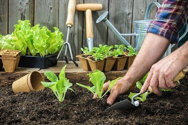 Como plantar alface depende de uma boa adubação, compre substratos especiais para o plantio de hortaliças.