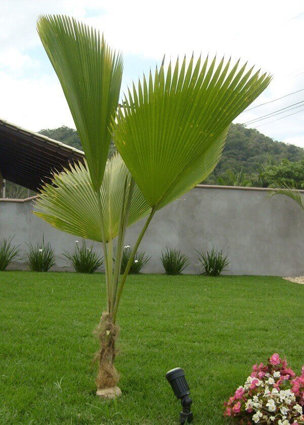 A palmeira leque é uma espécie de pequeno porte que pode atingir até 3 metros de altura. Fonte: Decorando Casa