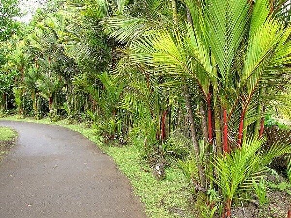 A palmeira laca é nativa de países asiáticos. Fonte: O Jardineiro