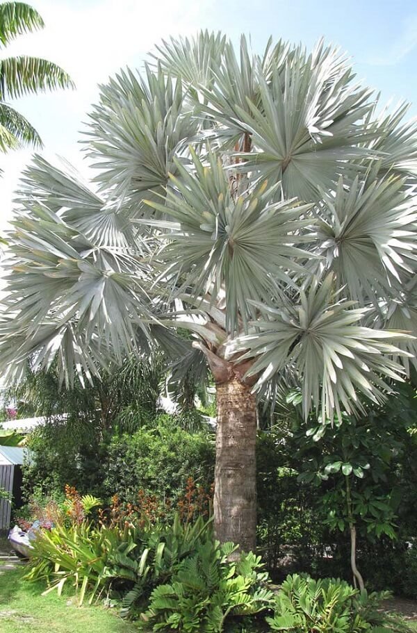 Um dos tipos de palmeiras para jardins residenciais é a palmeira azul devido ao seu aspecto exuberante. Fonte: Decor Fácil