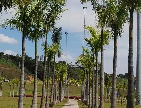 Como todos os tipos de palmeiras, a espécie imperial necessita de pleno sol para o seu desenvolvimento. Fonte: Loja Sementes Caiçara